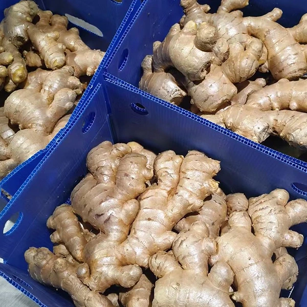 Sabbin Kasuwar Ginger Ta Rungumar Inganta Ingancin