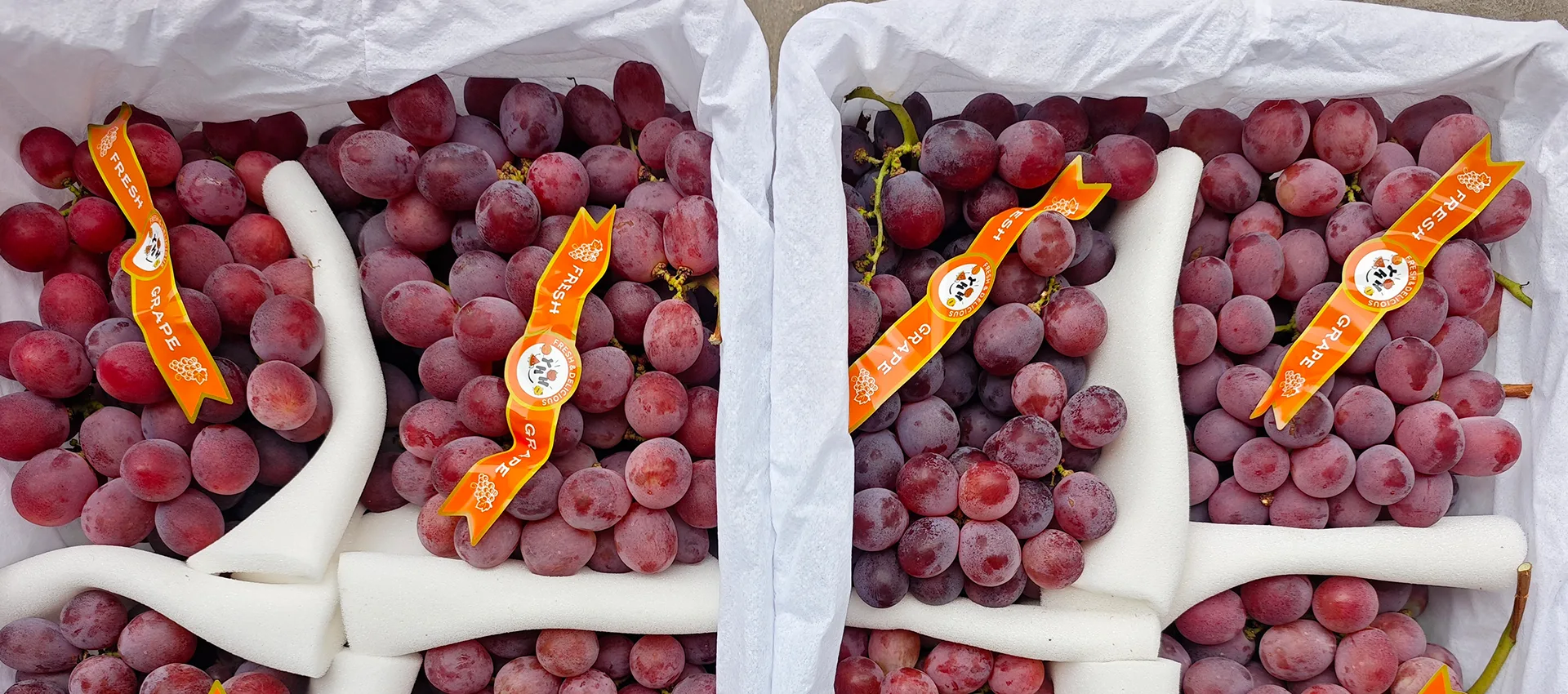 China Premium Fresh inabi Supplier