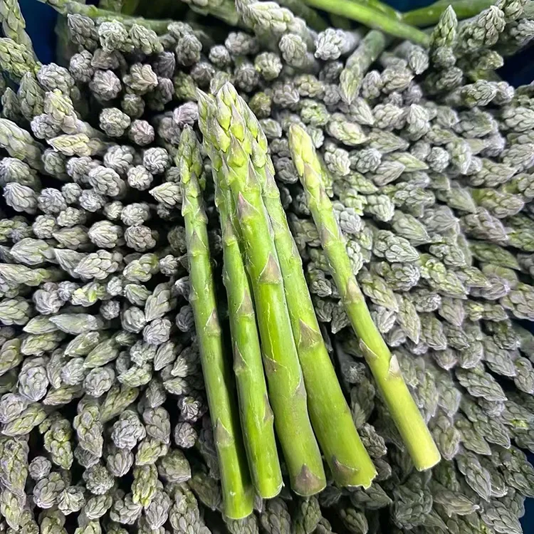 Bishiyar bishiyar asparagus mai daskararre da aka zaɓa don Daidaitaccen Sabis na Abinci da Samar da Sinadarin