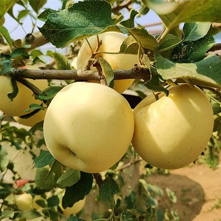 Fresh Golden Delicious apples
