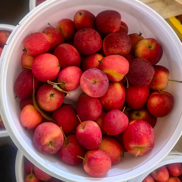 Sabuwar-Farin Furofar Sinanci Cherry Apple