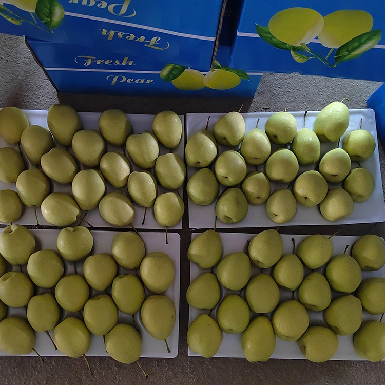 A dabi'ance Sweet Shandong Pears