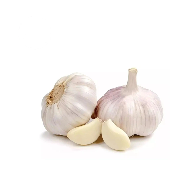 Premium Firm and Plump Normal White Tafarnuwa