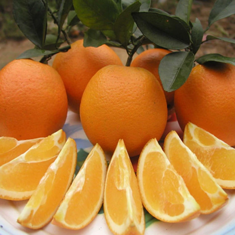 Premium Fresh Juicy Cibiya Lemu