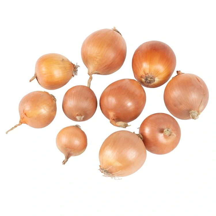 Premium Fresh Albasa Rawaya