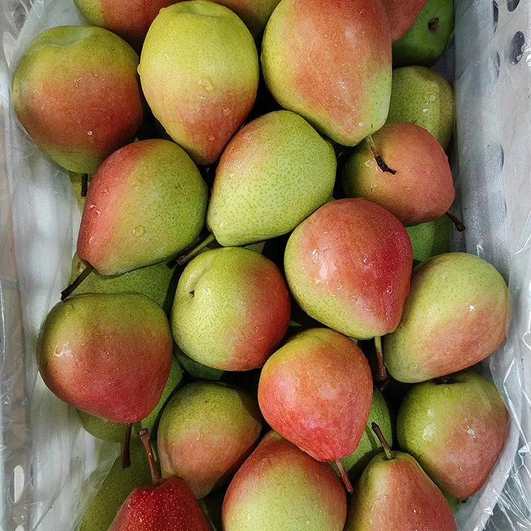 Premium Hannun-Zaɓin Ido-Mai Kiyaye Mai sheki-Jan Juli Jan Pear