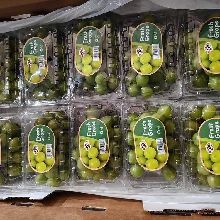 Zaɓaɓɓen inabin Muscat Fresh Shine