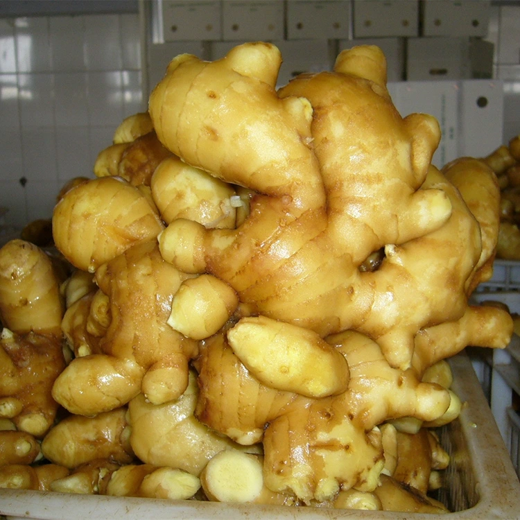 yaji Fresh Aromatik Ginger