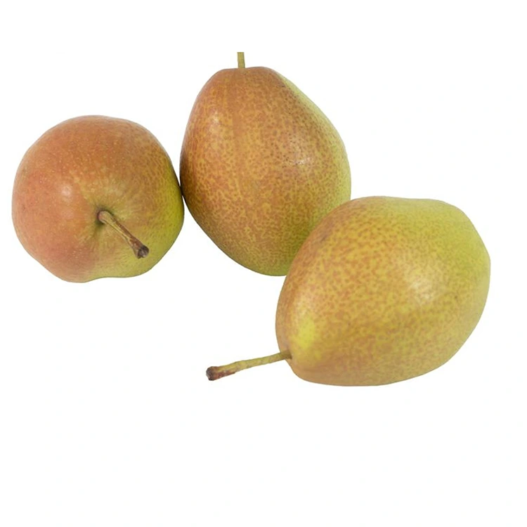 Babban Ingantattun Fresh Hongxiangsu Pears